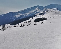 Viöleler