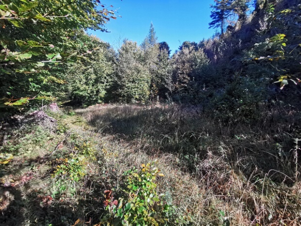 Schindlaboda