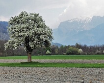 Tüfried
