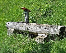 Pizital