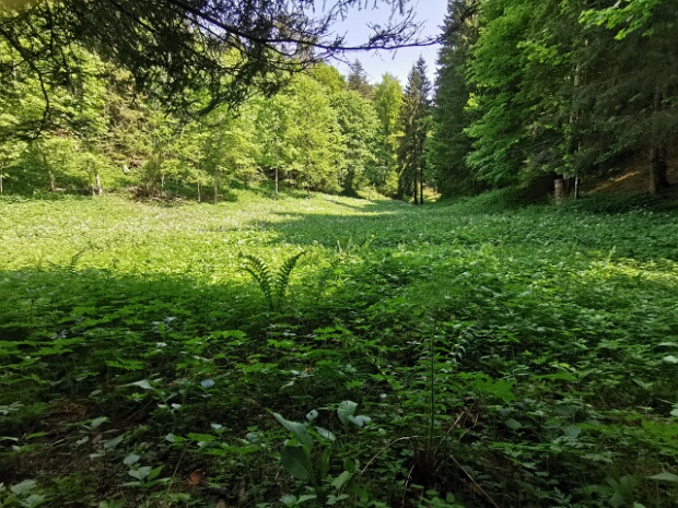 Curtanätsch