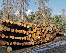 Holzschläge 2022