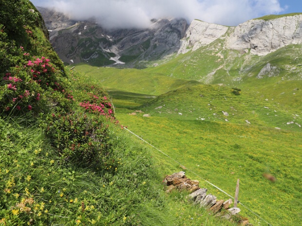 Der Bergsommer