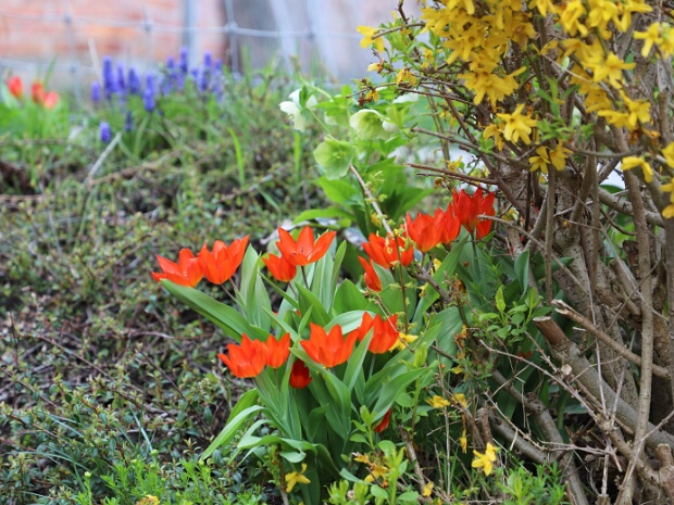 Der Frühling