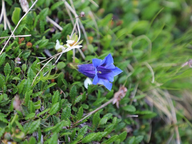 Blumen