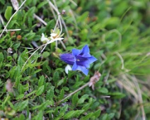 Blumen