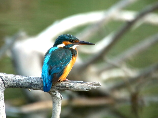 Tierwelt