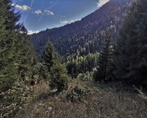 Bannwald